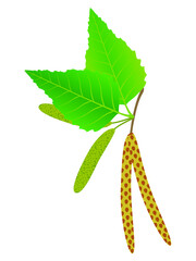 Wall Mural - buds of birch isolated on a white background.