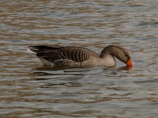 Wall Mural - Greylag goose (Anser anser) swimming and drinking water from the pond, Gdansk, Poland