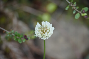 Selective focus shot of an Egyptian clover