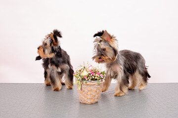 Yorkshire Terrier puppies stand next to a basket of flowers after visiting a grooming salon