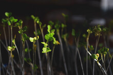 Sprouted Young Seedlings Of Cabbage. Green Shoots And Leaves Stretch Upwards Against A Dark Blurred Background. Selective Focus.