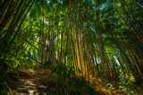 Fototapeta Dziecięca - Bamboo forest. Nature and environment.