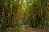 Fototapeta  - Bamboo forest. Nature and environment.
