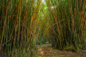  Bamboo forest. Nature and environment.
