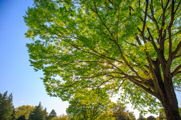 leaves and sky