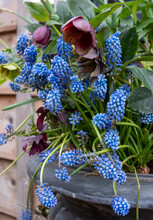 Light Blue Grape Hyacinth Muscari Flowers Planted In A Flower Bed.