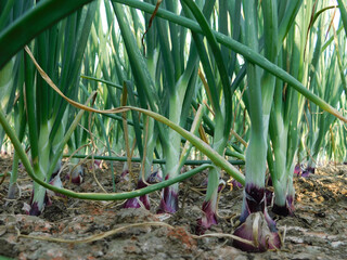 Canvas Print - Closeup shot of onion plants in the farm