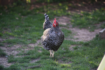 Wall Mural - Hen Looking at the Camera