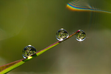 Background of a fresh green grass with water drops. Close-up - Image