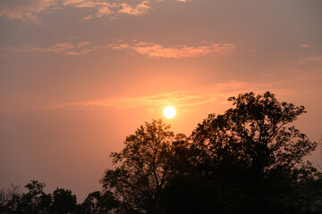 Wall Mural - Beautiful vanilla sky with clouds and sunlight before sunset above tree, Nature background