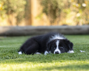 Wall Mural - 8 week old black and white border collie puppy laying in the shade