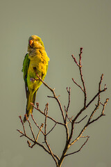 Wall Mural - monk parakeet bird on branch in the evening