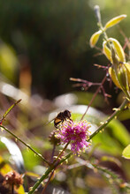 Bee On A Flower, Small Bee On A Pink Florida Wildflower Sunshine Mimosa, Mimosa Strigillosa Pink Powderpuff Flower In Florida Wildlife