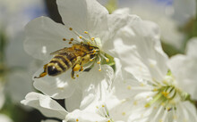 Macro Shot Of A Bee Pollinating Cherry Blossom Sakura