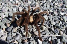 Desert Tarantula (Aphonopelma Chalcodes) At Elephant Butte Lake State Park, New Mexico