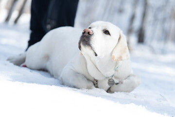 Wall Mural - labrador in winter yellow lab retriever outdoor on snow