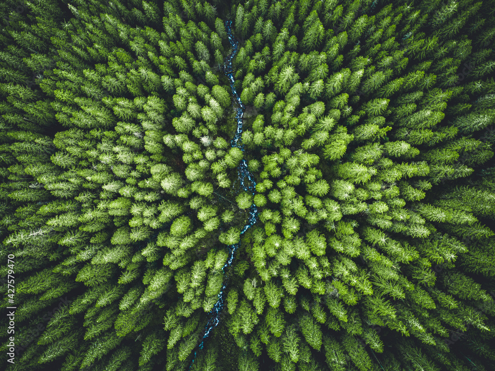 Aerial top view of  green trees in forest in Slovakia. Drone photography. Rainforest ecosystem and healthy environment concept - obrazy, fototapety, plakaty 