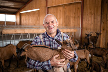 Goat Breeding. Close Up View Of An Older Farm Worker Or Rancher Holding Goat Kid In Farmhouse. In Background Domestic Animals Standing And Eating.