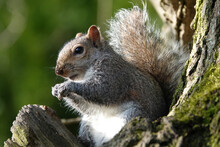 Closeup Shot Of An Eastern Gray Squirrel