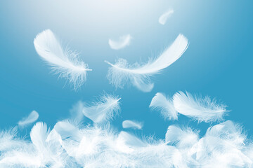 Wall Mural - beautiful soft and light group of white feathers falling in the air.