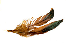 Black And Brown Feathers Of A Rooster On A White Isolated Background