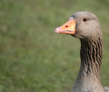 Closeup Shot Of A Greylag Goose
