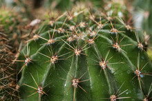 Closeup Of Globe-shaped Cactus With Long Thorns