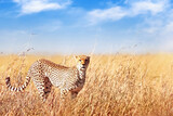 Fototapeta Sawanna - Cheetah in the African savannah. Africa, Tanzania, Serengeti National Park. Wild life of Africa.