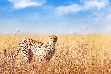 Fototapete - Cheetah in the African savannah. Africa, Tanzania, Serengeti National Park. Wild life of Africa.
