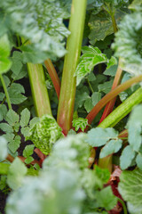 Poster - fresh rhubarb in early spring