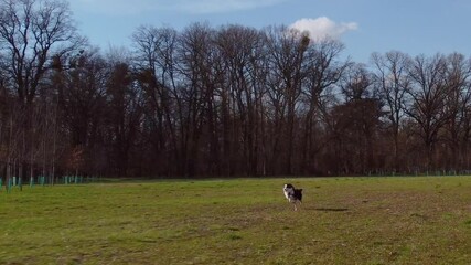 Wall Mural - Dog Australian Shepherd runs through green field along trees. Pet runs quickly in meadow at spring sunny day.