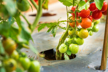 Wall Mural - Close up of fresh tomatoes get ripe at vegetable plantation