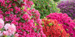 Multicolored azalea flowers in Japanese garden　色とりどりのツツジが満開の日本庭園