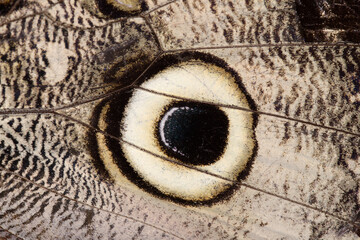 butterfly eye spot on wing in close up