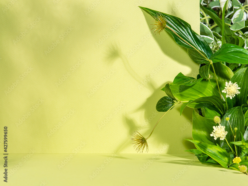 Minimalist botanical background with copy space. Creative showcase with fresh plants for product demonstration, promotion sale, packaging presentation or merchandise. Light and shadow. Front view. - obrazy, fototapety, plakaty 