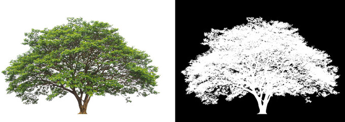 Poster - isolated tree on white background with clipping path