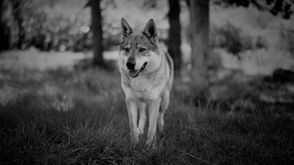 dramatic black and white shot of a beautiful czechoslovakian shepherd dog is standing in nature and 