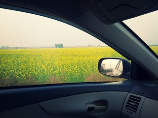 Mustard fields on the road