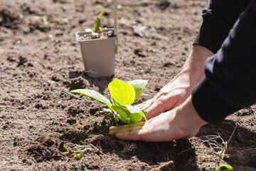 Two man hands planting a young tree or plant while working in the garden, seeding and planting and growing,farmers hands care of new life, environment, spring, nature, plants concept