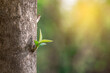 © NARANAT STUDIO - Young leaves that grow new green leaves produce beautiful leaves. with blur background, with copy space