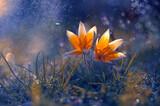 Fototapeta Tulipany - Kwiat