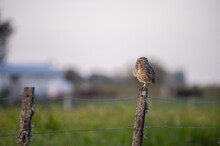 Selective Focus Shot Of A Burrowing Owl Standing On A Wooden Post Looking To The Side