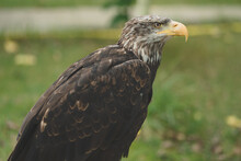 Young Bald Eagle Portrait