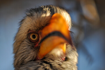 Poster - Closeup shot of the southern yellow-billed hornbill (Tockus leucomelas) looking at the camera