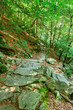 © Pinky - Natural stone path through the lush green forest taken in Ticino Switzerland.