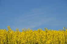 Rapeseed Field In Spring, Blooming Yellow Canola Flowers Closeup, Blue Sky Background