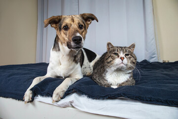 Wall Mural - Dog and cat resting on bed in the room