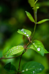 Wall Mural - Close-up of green plant leafs with water drops