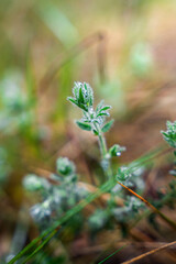 Poster - Close-up of a green plant with some water drops