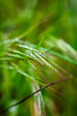 Wall Mural - Close-up of green plant leafs with water drops